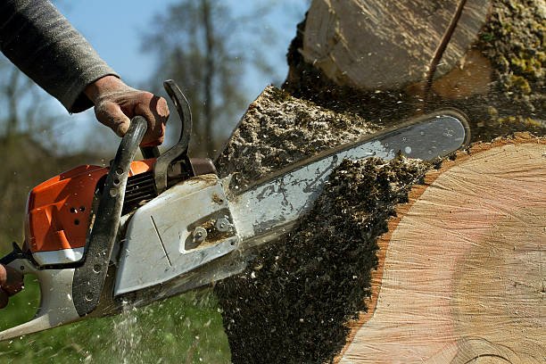 Tree Service